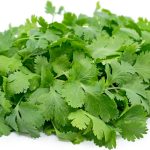 Fresh Cilantro Coriander